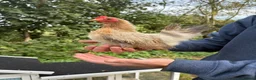 Chickens poultry for sale: Serama Bantam Chickens - Advert 4