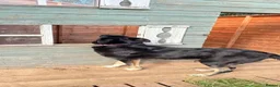 Mixed Breed dogs for adoption: Meet Azra and Vucko,currently residing in Cheshire in Nantwich - Advert 7