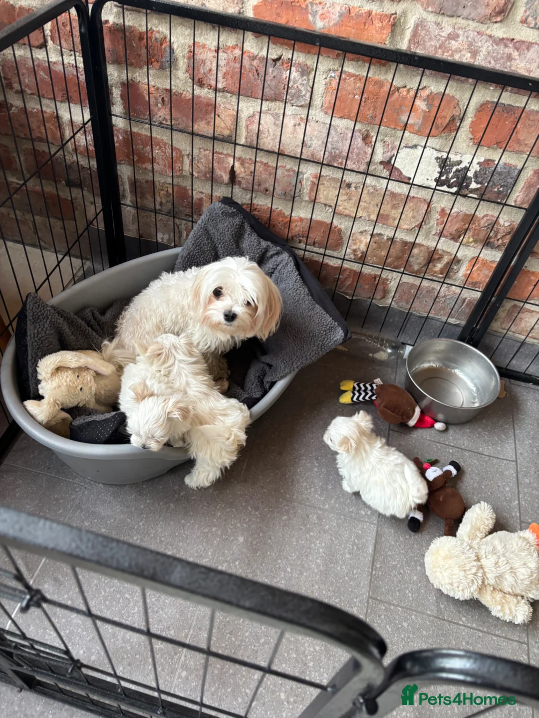 Maltese dogs for sale: Kennel Club registered pretty Maltese puppies - Advert 2