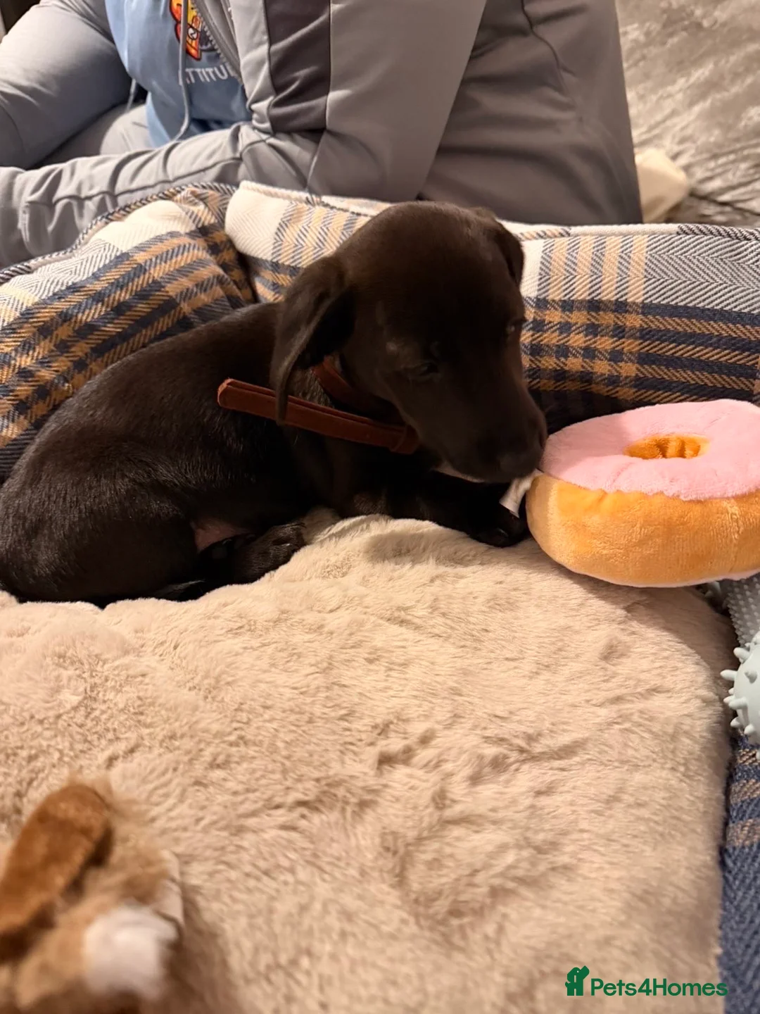 Jackshund dogs for sale: Miniature dachshund and Jack Russell mixed.  in Ellesmere Port - Advert 2