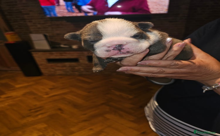 English Bulldog dogs - Advert 13