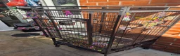 Ringnecks birds for sale: Recessive Pied Indian Ring Neck - Advert 5