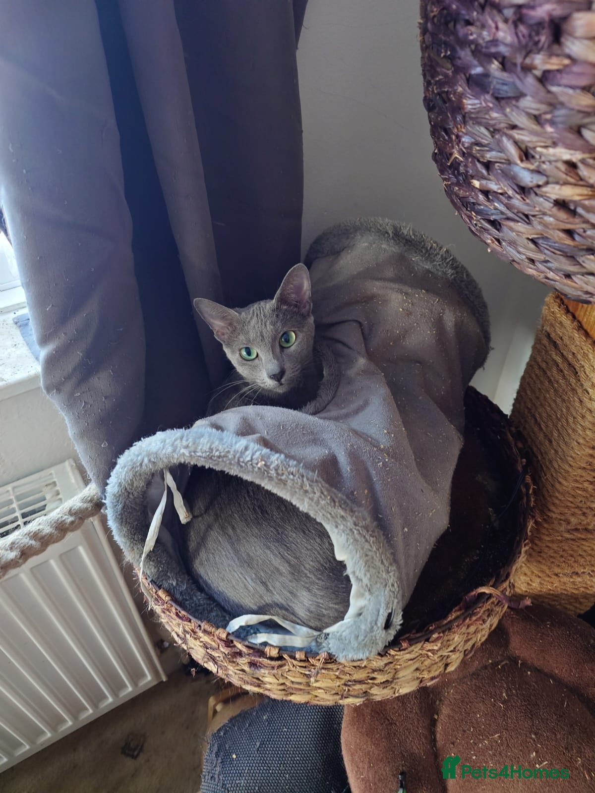 Russian Blue cats Russian blue  - Advert 2