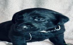 Labrador Retriever dogs for sale: Perfect Litter of 5th Generation Labrador Puppies - Advert 10