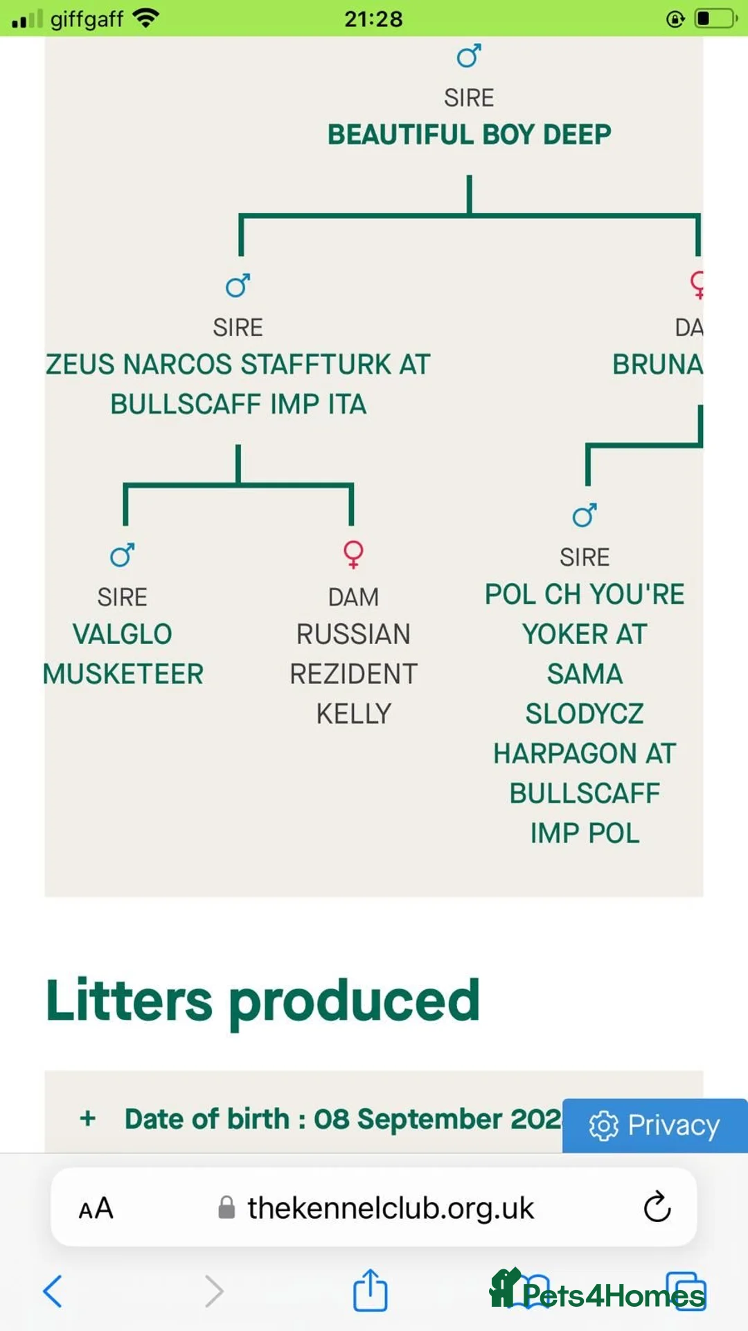 Staffordshire Bull Terrier dogs for stud: BEAUTIFUL BULLSCAFF SON UP FOR STUD in Birmingham - Advert 8