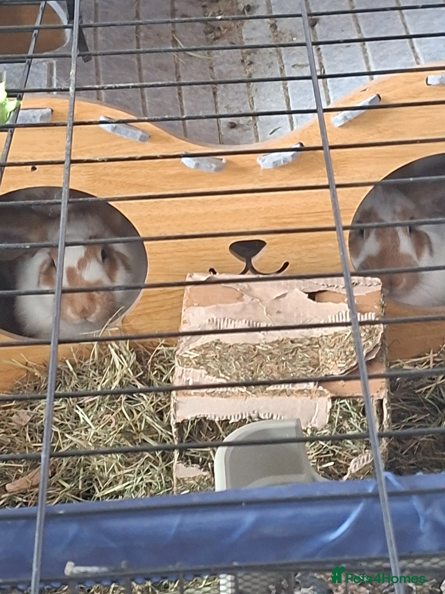 Giant Papillon rabbits Giant Rabbits  - Advert 5