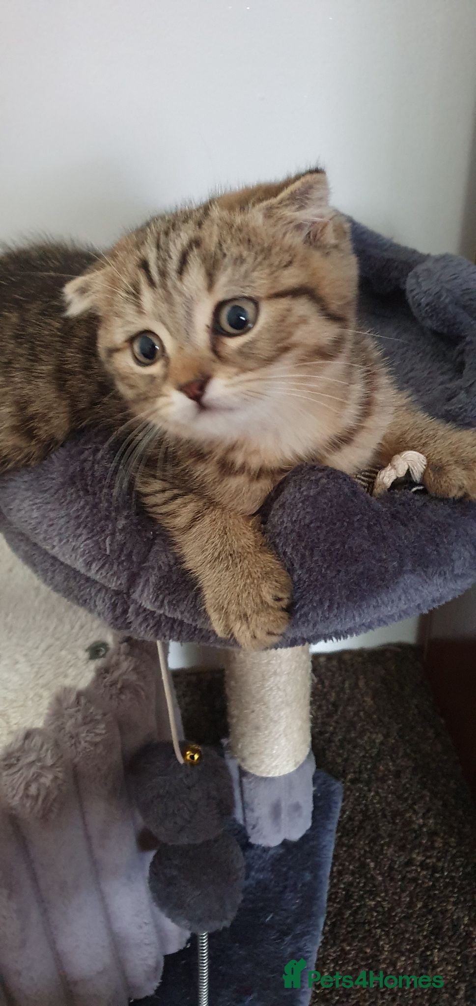 Scottish Fold cats Scottish fold pure breed kitten Tabby gold boy  - Advert 9