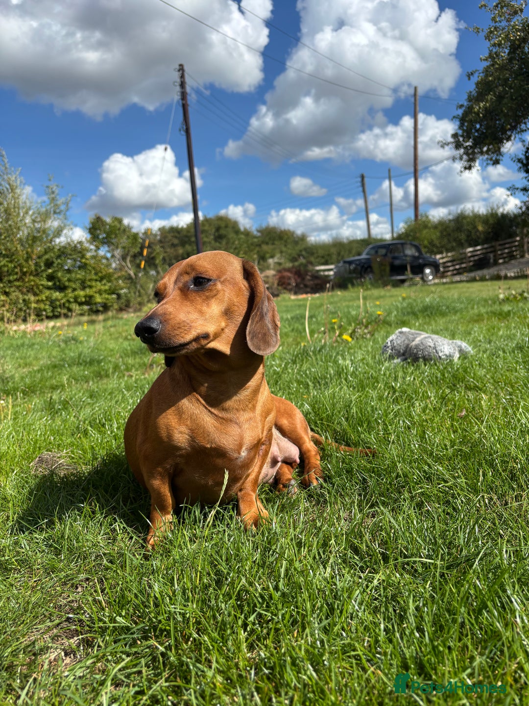Dachshund dogs for sale: Dachshund Puppies Looking for forever Homes - Image 14
