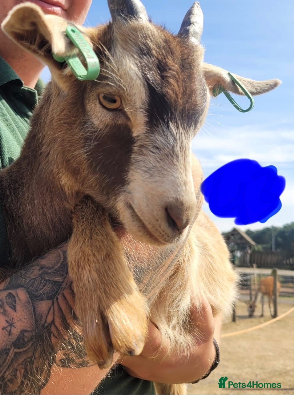 Goats livestock Goat kids looking for new homes - Advert 8