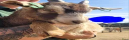 Goats livestock for sale: Goat kids looking for new homes in Matlock - Advert 1