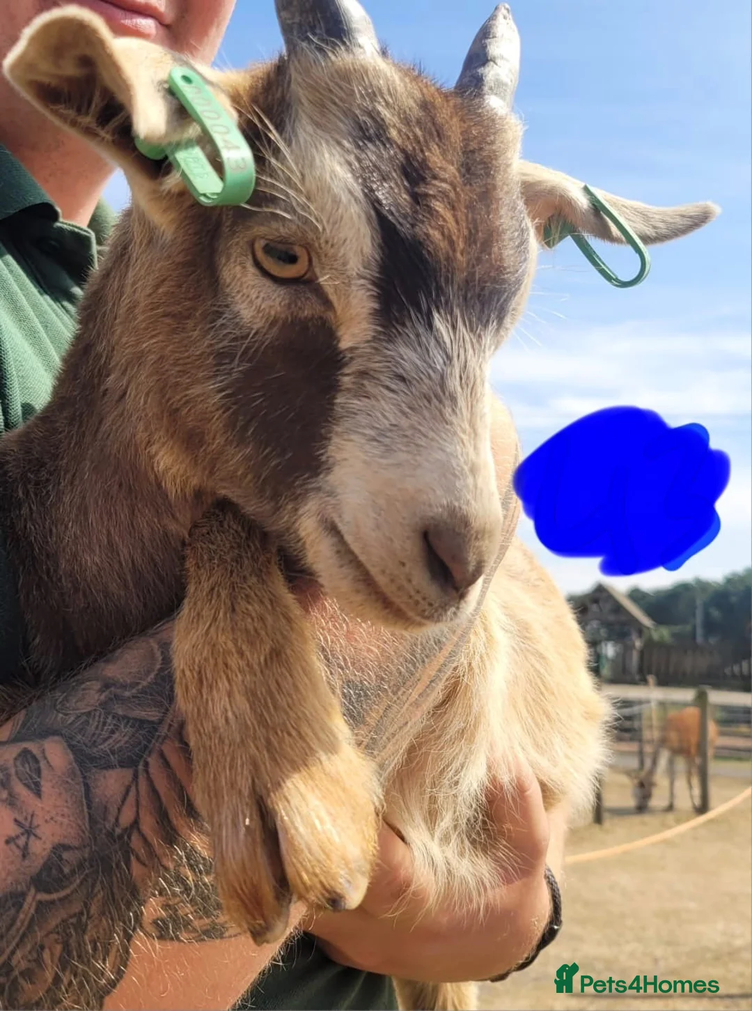 Goats livestock for sale: Goat kids looking for new homes in Matlock - Advert 1