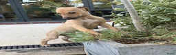 Greyhound dogs for sale: Hungarian Greyhound Pups - Advert 3