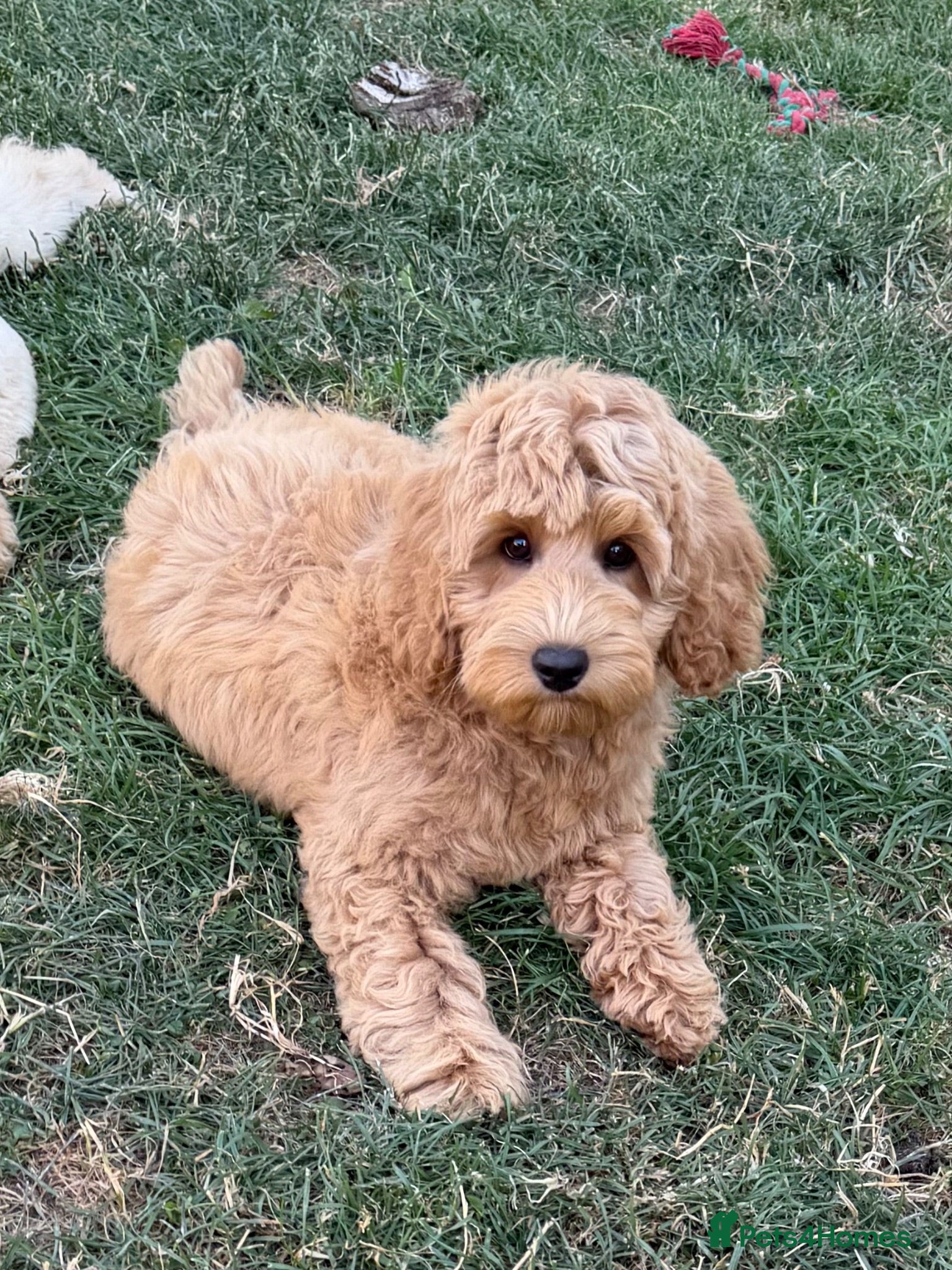 Australian Labradoodle dogs Genuine Australlian Labradoodles ( WALA reg)  - Advert 2