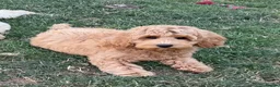 Australian Labradoodle dogs for sale: Genuine Australlian Labradoodles ( WALA reg)  - Advert 3