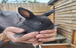 Mixed Breed rabbits for sale: Baby bunnies - Image 2