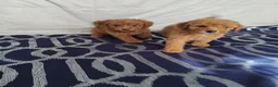 Cavapoo dogs for sale: Beautiful cavapoo puppies  - Advert 3