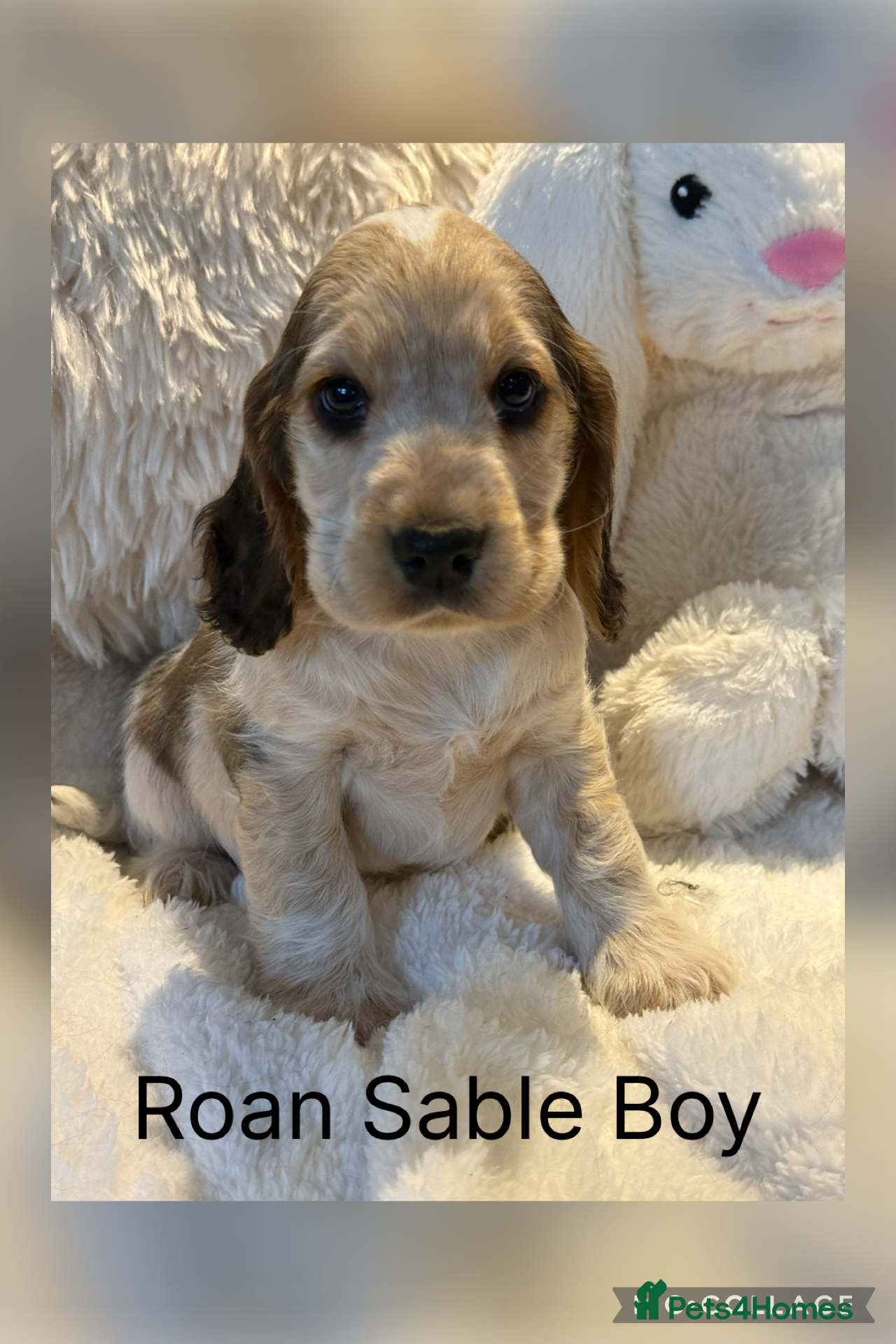 Cocker Spaniel dogs Stunning KC Show Cocker Spaniels - Advert 4