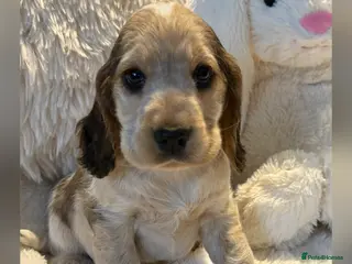 Cocker Spaniel dogs Stunning KC Show Cocker Spaniels - Advert 10