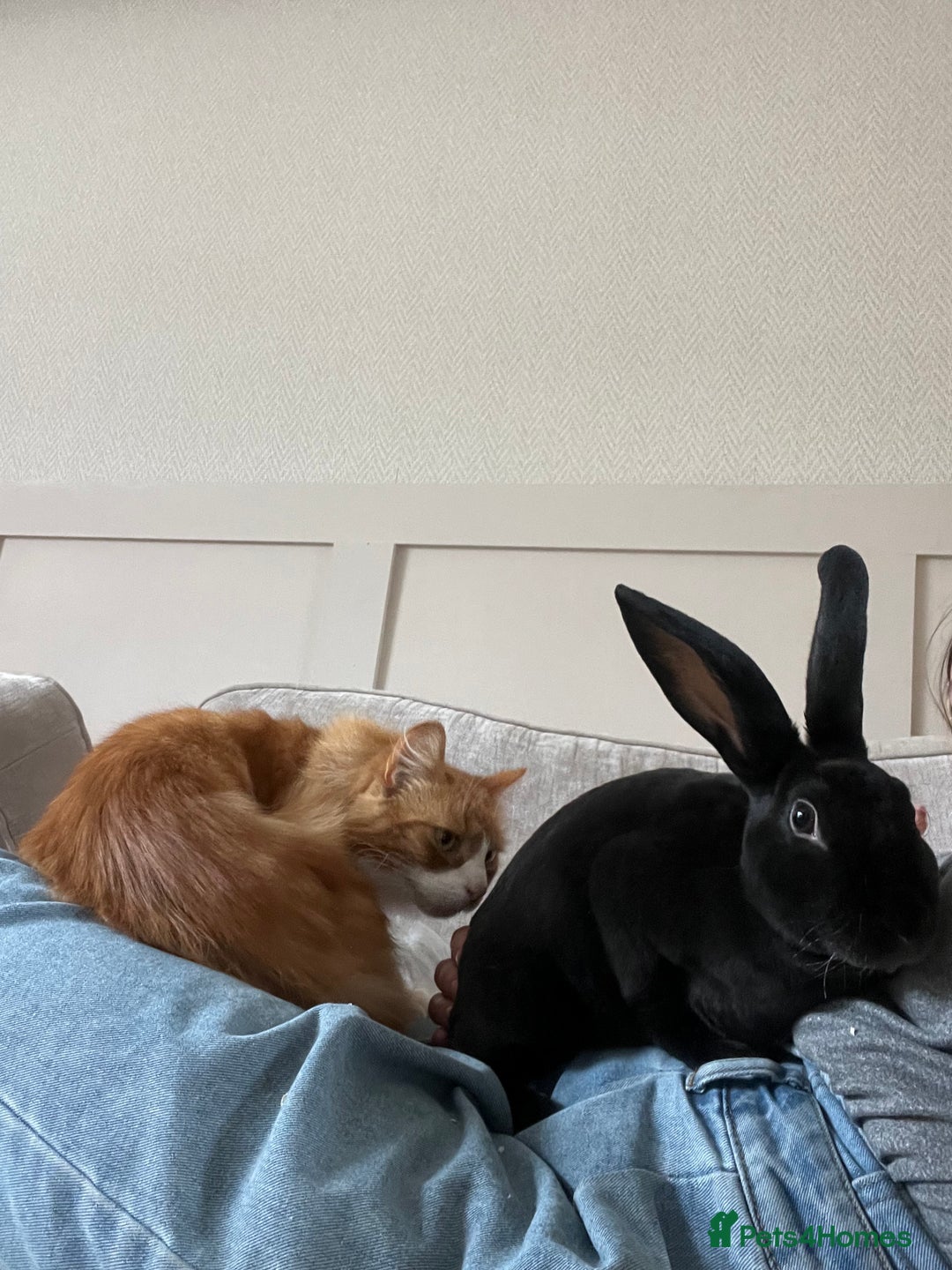 Mixed Breed rabbits for sale: Free rabbit - Advert 2