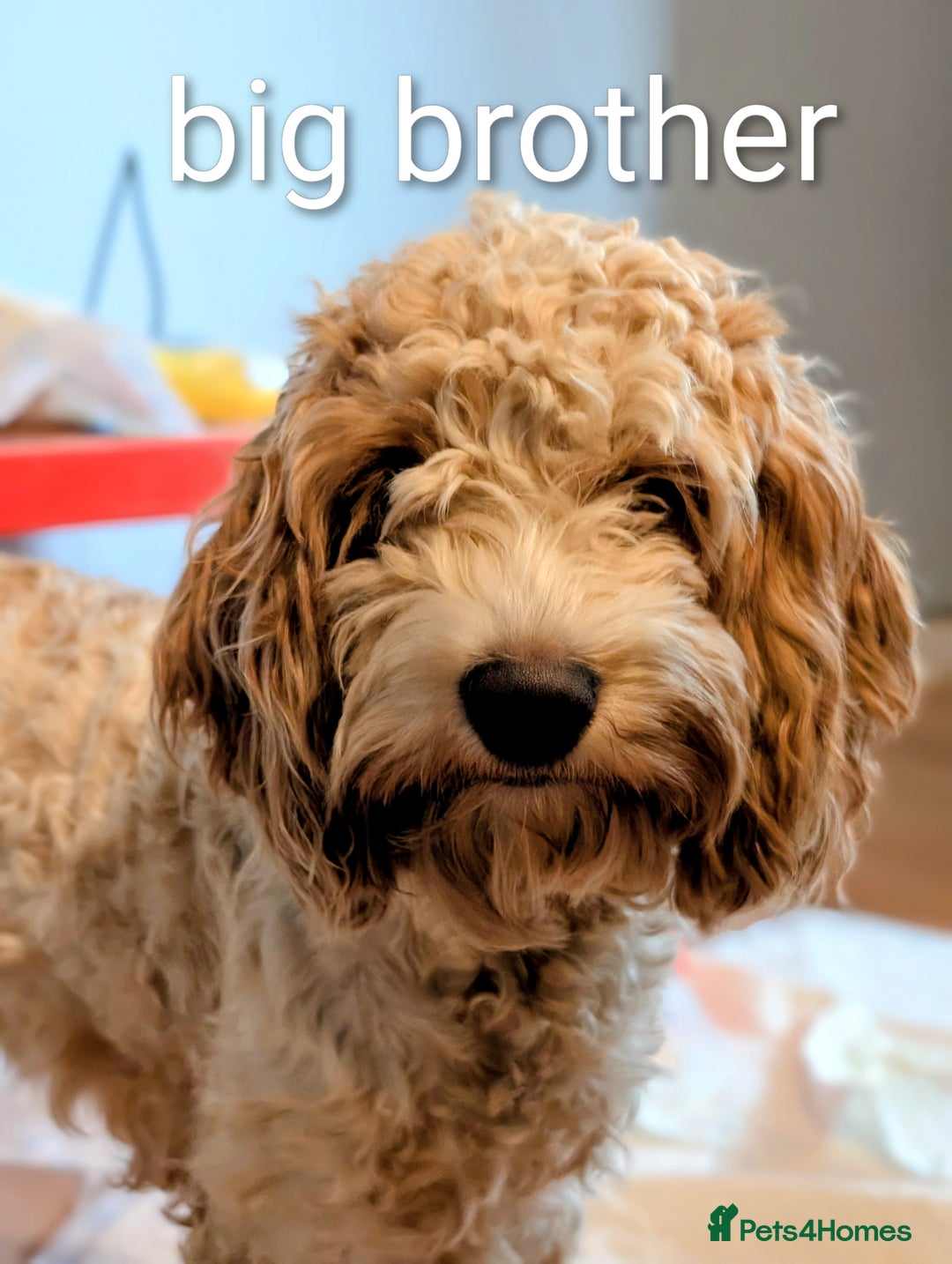 Cavapoo dogs for sale: Cavapoo puppies  - Image 16