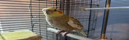 Cockatiels birds for sale: Pair of Cockatiels  - Advert 3