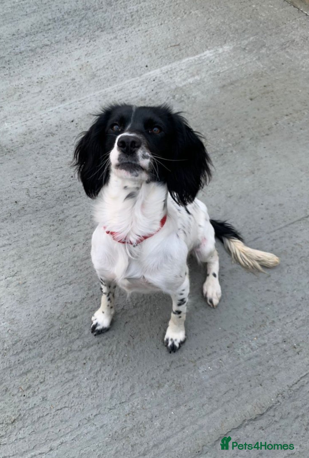 Sprocker dogs for sale: Sprocker spaniel puppies  - Image 10