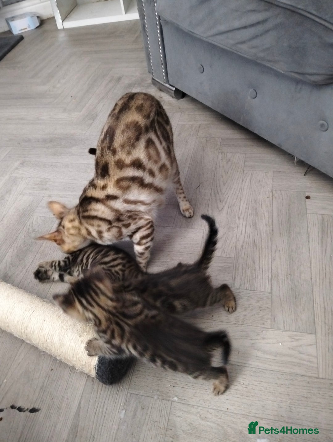 Bengal cats for sale: Pure bengals - Image 5