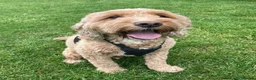 Cockapoo dogs for sale: Cockapoo for sale 5 years old  - Advert 4