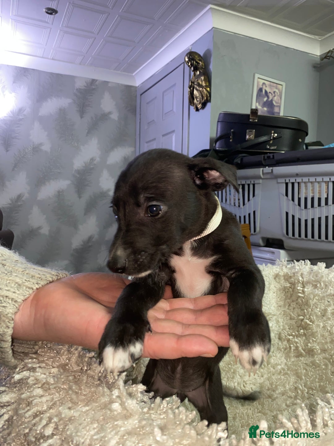 Mixed Breed dogs for sale: Collie lurcher greyhound mix - Advert 16