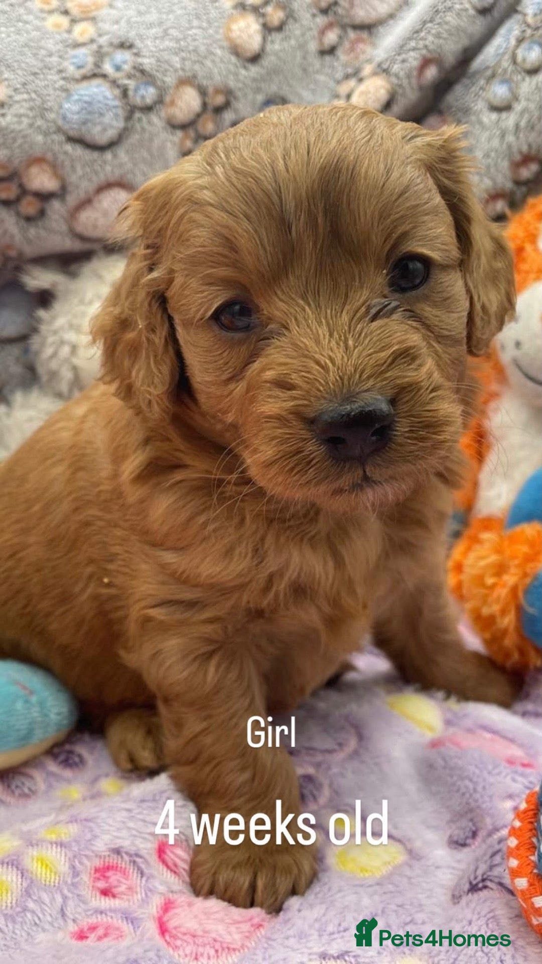 Goldendoodle dogs Golden Doodle F1b - Advert 2