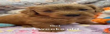 Goldendoodle 3