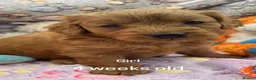 Goldendoodle dogs for sale: Golden Doodle F1b in Inverness - Advert 2