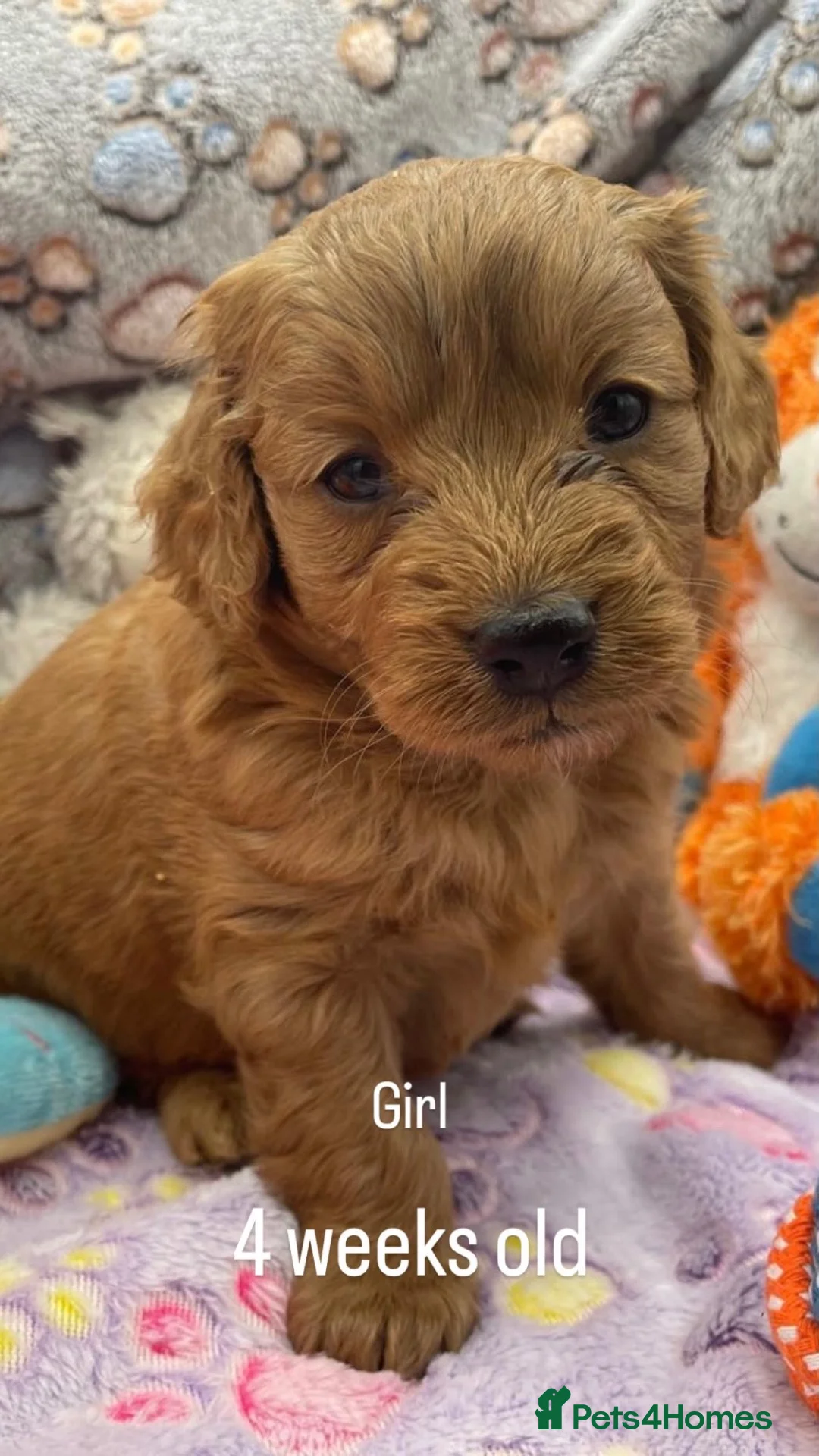 Goldendoodle dogs for sale: Golden Doodle F1b in Inverness - Advert 2