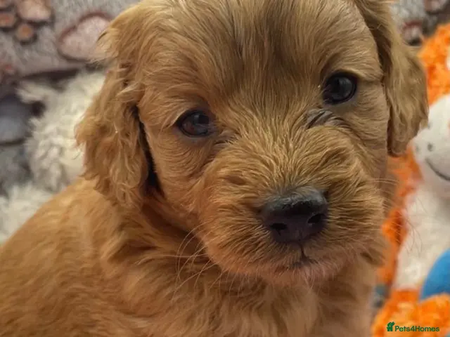 Goldendoodle dogs Golden Doodle F1b - Advert 2