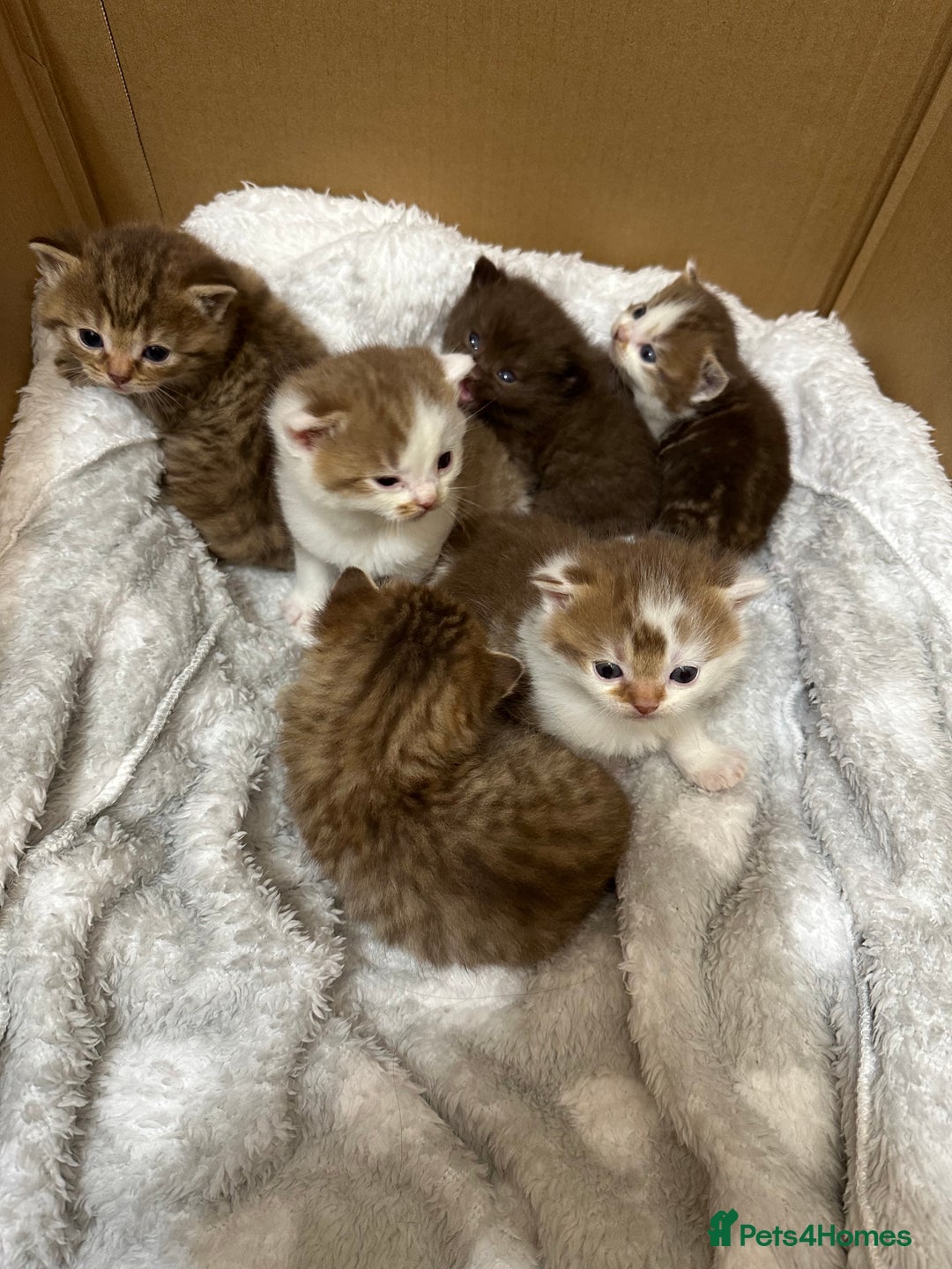 British Shorthair cats for sale: Kittens British shorthair mixed  - Image 11