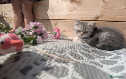 British Shorthair cats for sale: GORGEOUS BRITISH SHORTHAIR KITTENS – BLUE-SPOTTED - Image 11