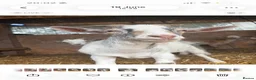 Goats livestock for sale: 3 Pygmy wethers for sale  in Holywell - Advert 4