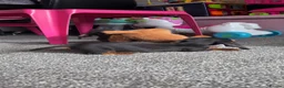 Miniature Dachshund dogs for sale: 2 pups left!  🐾 KC Miniature Dachshund Puppies 🐾 - Advert 6