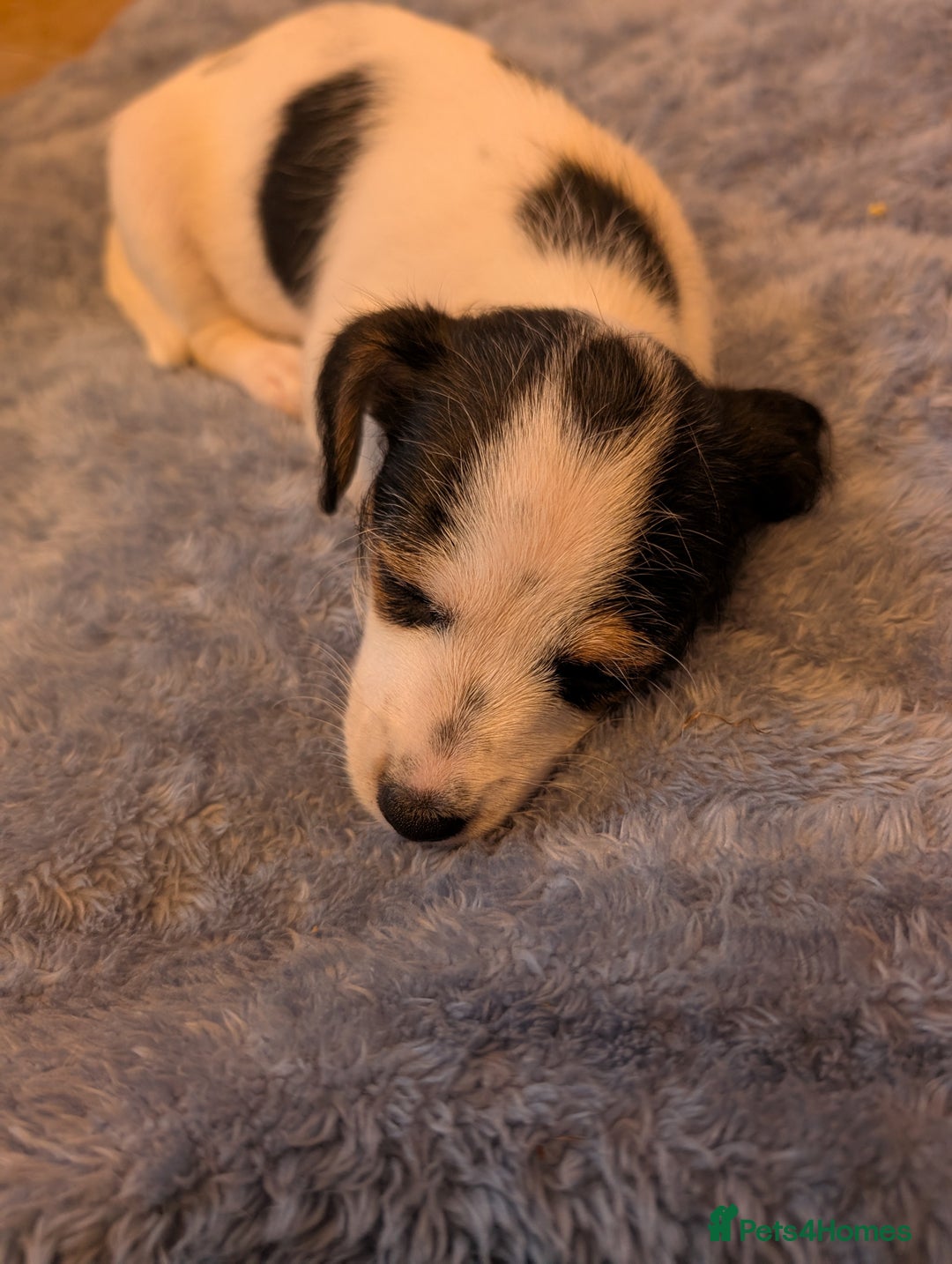 Jackapoo dogs for sale: Gorgeous Jackapoo Puppies for sale  - Image 6