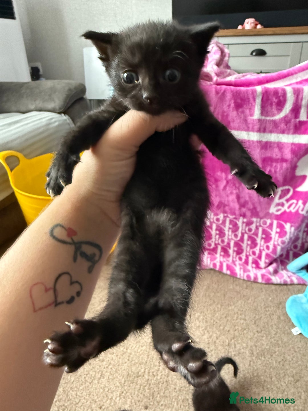 Mixed Breed cats for sale: 4 beautiful mixed kittens  - Image 6