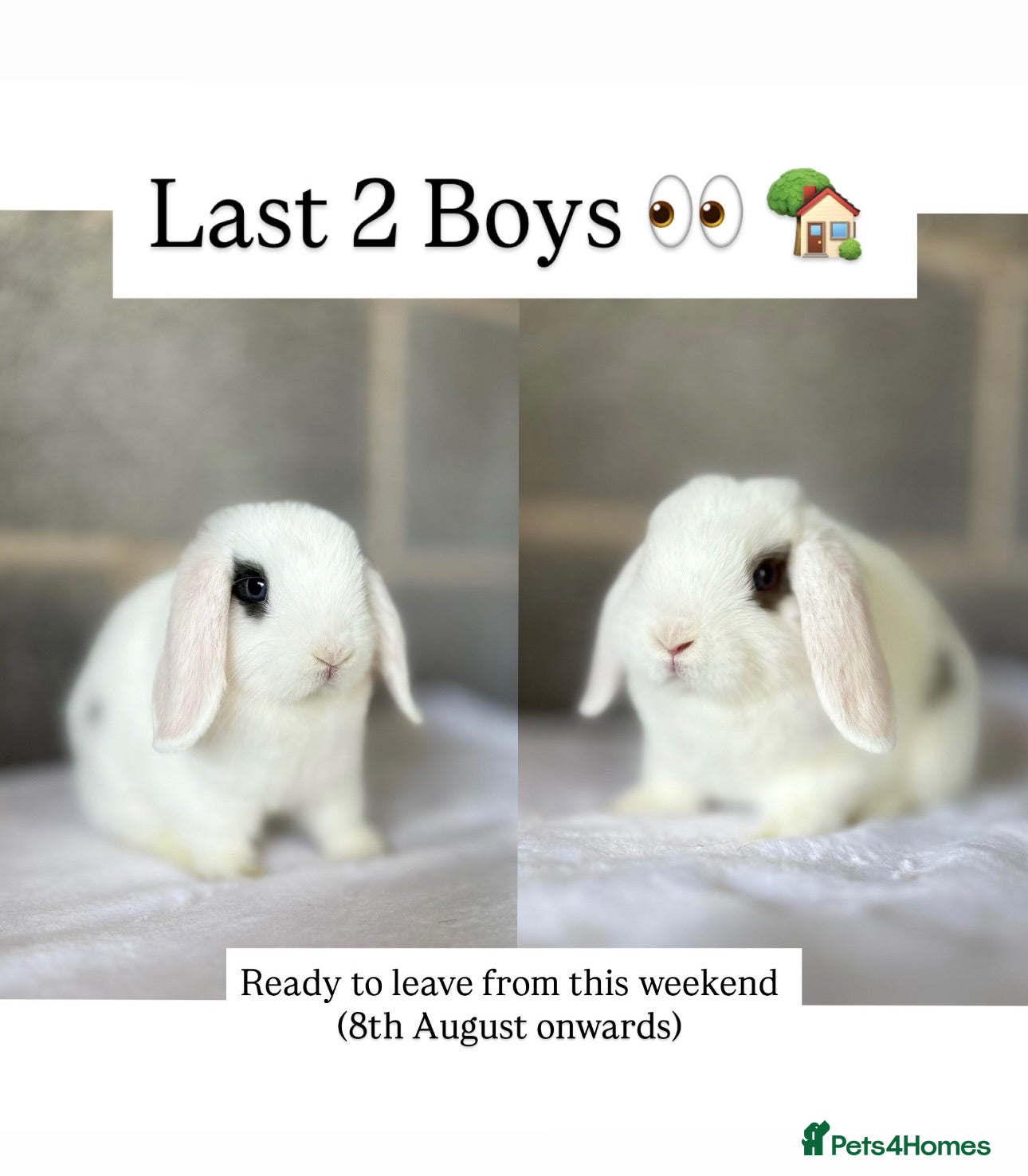 Mini Lop rabbits Mini Lops available - last 2 - Advert 11