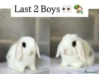 Mini Lop rabbits Mini Lops available - last 2 - Advert 11