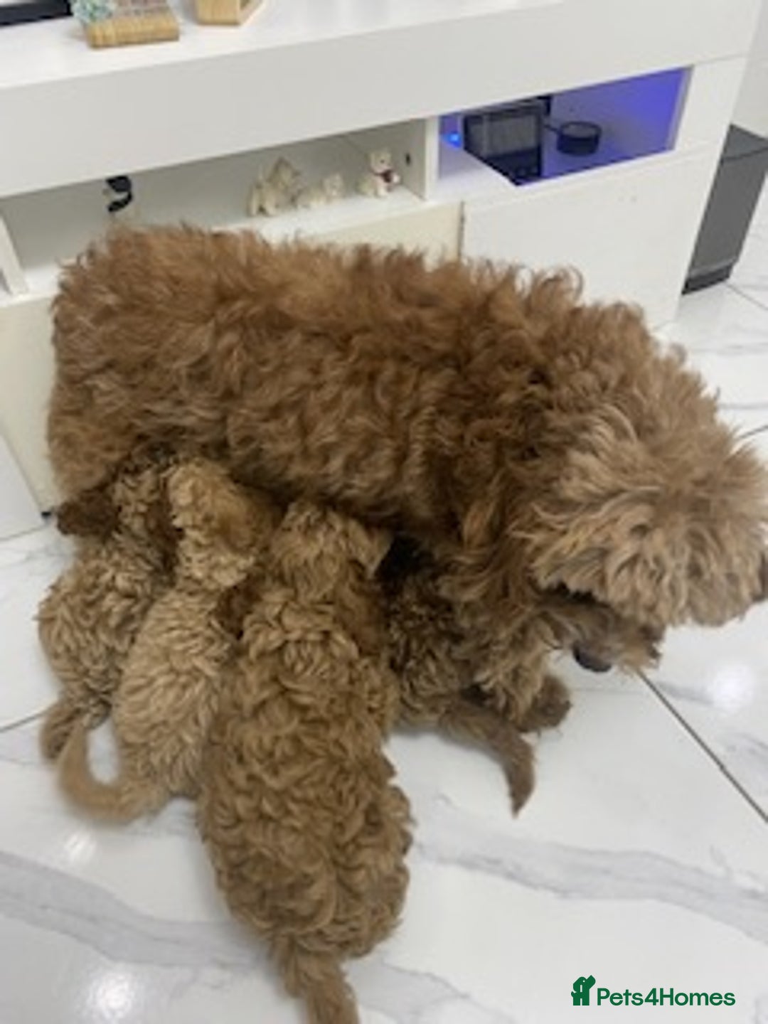 Cavapoo dogs for sale: Cute Cavapoo - Advert 2