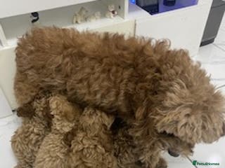 Cavapoo dogs Cute Cavapoo - Advert 1