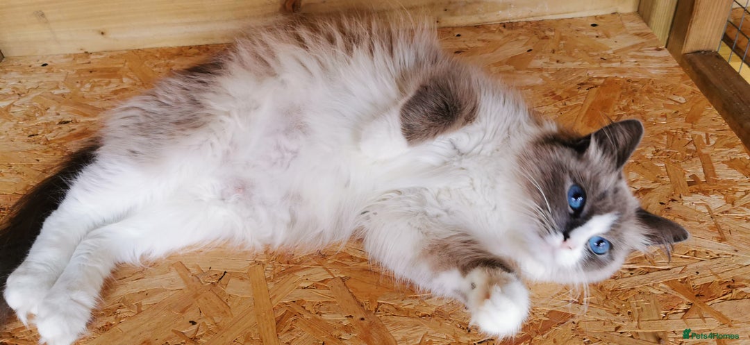 Siberian cats for sale: Stunning Neva Masquerade Siberian young adult vat - Image 4