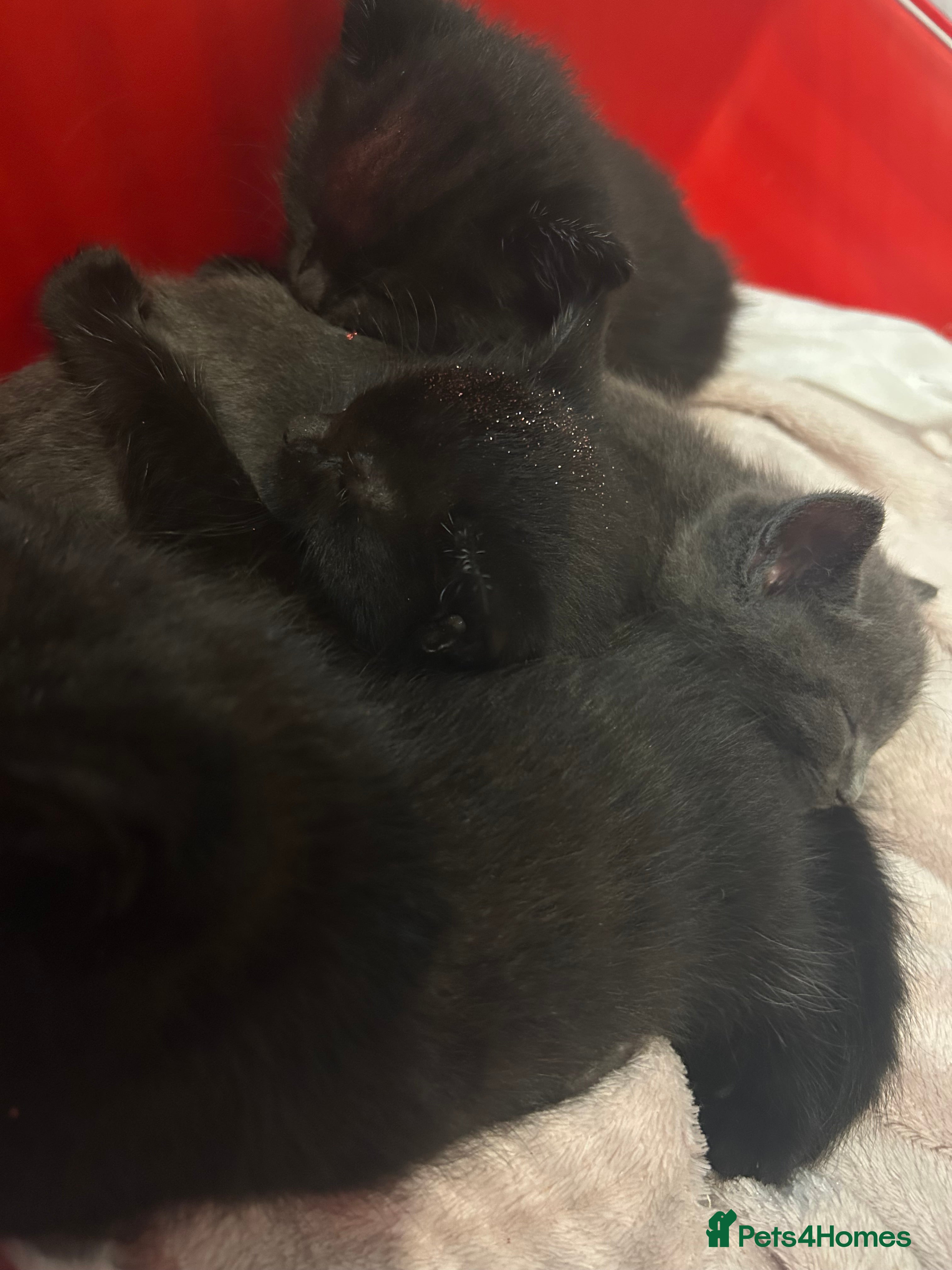 Mixed Breed cats 4 kittens for sale - Advert 3