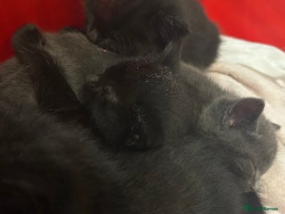 Mixed Breed cats 4 kittens for sale - Advert 1