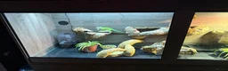 Iguana reptiles for sale: Green iguana 11 months old plus set up - Advert 7