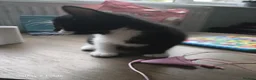 Mixed Breed cats for sale: Kittens for sale in Bootle - Advert 11