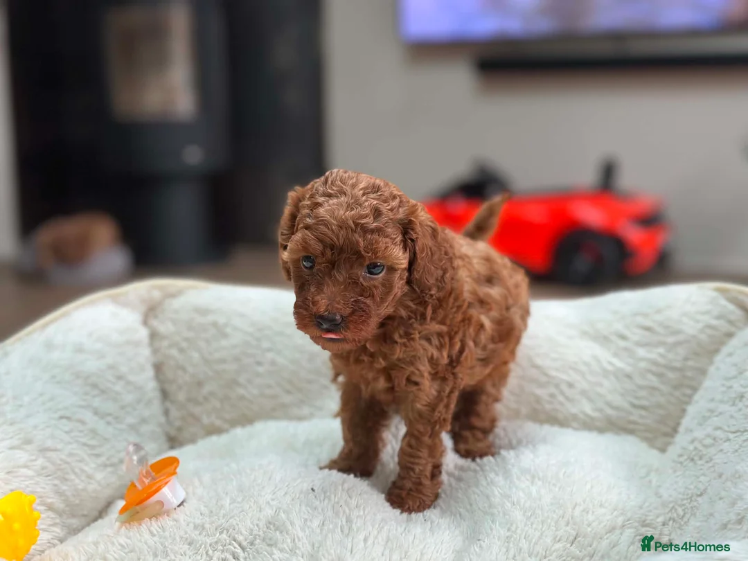 Toy Poodle dogs for sale: ✨ READY TO GO TO LOVING HOME ✨ - Advert 1